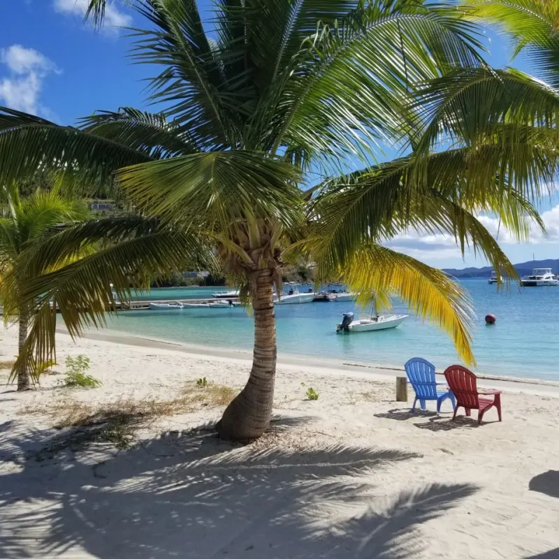 a sandy beach next to a palm tree